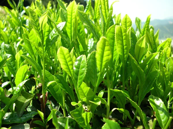 Fresh tea leaves