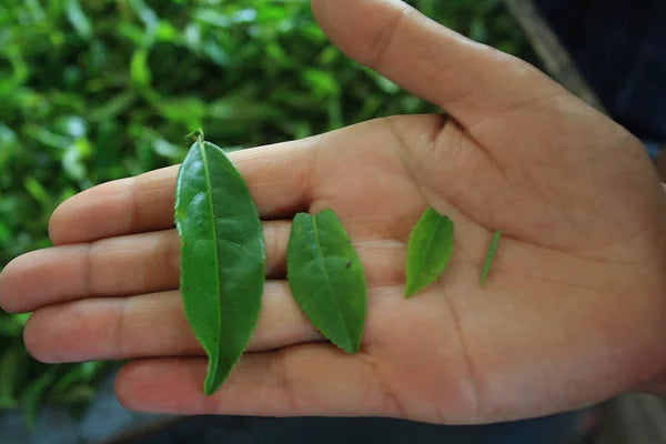 Tea leaves and buds