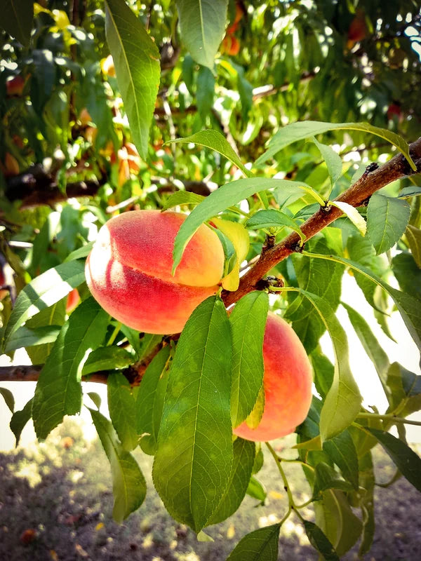 Peach fruit
